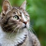 تعبير بالانجليزي عن الحيوانات الاليفة pets مترجم للعربي