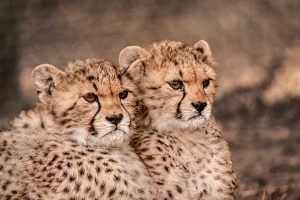 تعريف السنوريات Felidae بالانجليزي والعربي