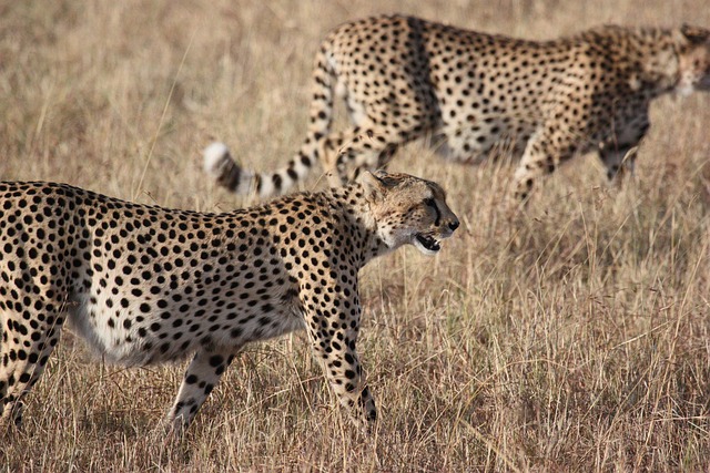 تعريف السنوريات Felidae بالانجليزي والعربي