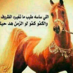 ابيات شعر عن ركوب الخيل
