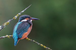 قائمة بأسماء أعضاء الطيور بالانجليزي والعربي